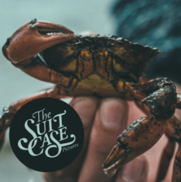 Deze afbeelding heeft een leeg alt-atribuut; de bestandsnaam is suitcasepictures-1.png